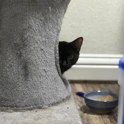 Candy Land thumbnail 6