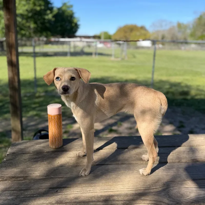 Little Lola Lopp thumbnail 2