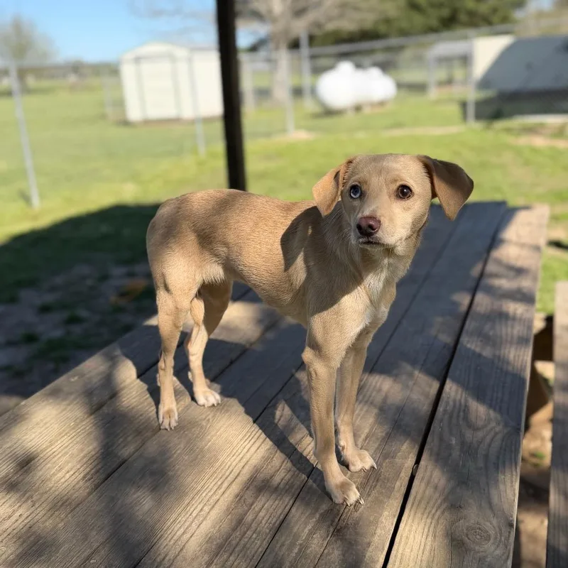 Little Lola Lopp thumbnail 4