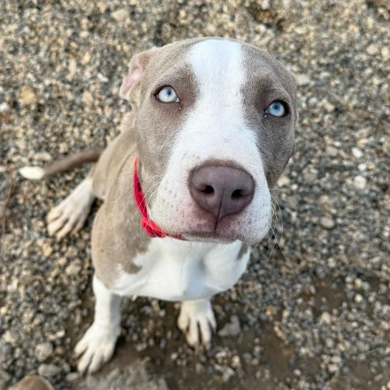 A young medium-sized female Gray / Blue / Silver Mixed Breed dog named Madeline for adoption in Monticello, IA