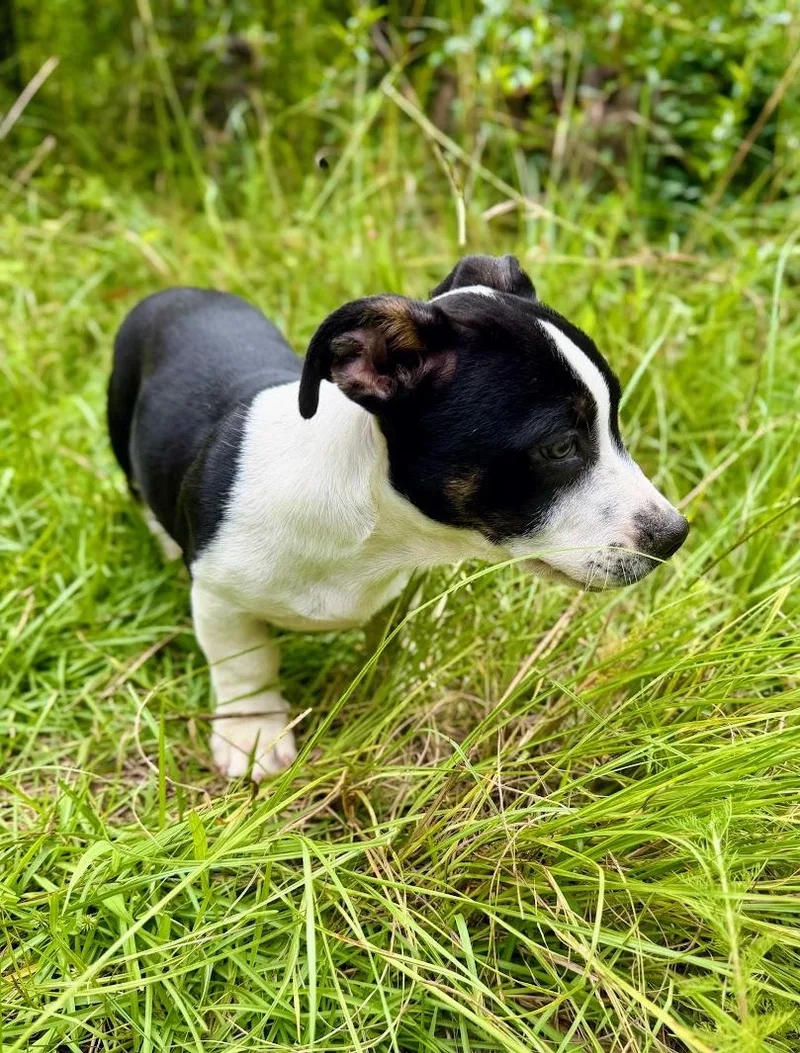 Domino