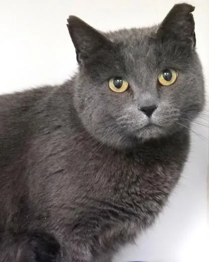 An adult large-sized male Domestic Short Hair cat named Smokey for adoption in Fishers, IN