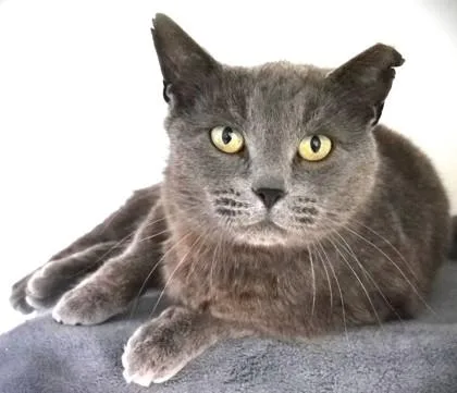 Smokey thumbnail 3