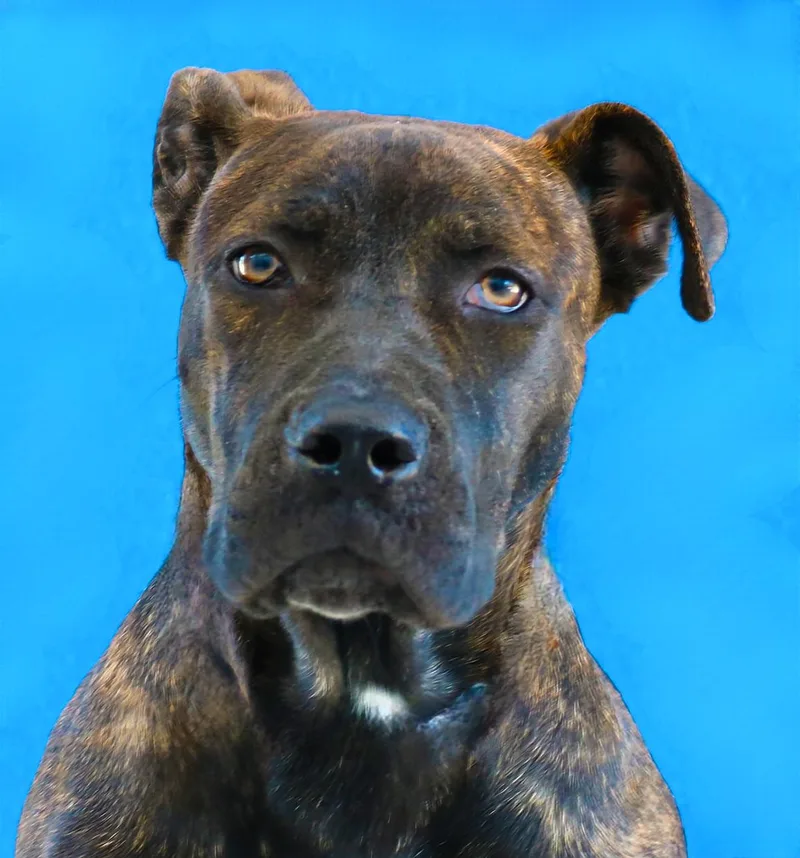 A baby large-sized female Plott Hound dog named April for adoption in Pasadena, CA