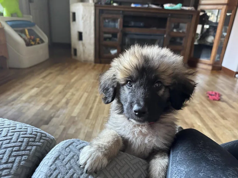 A baby large-sized male German Shepherd Dog dog named Chewy for adoption in Mankato, MN
