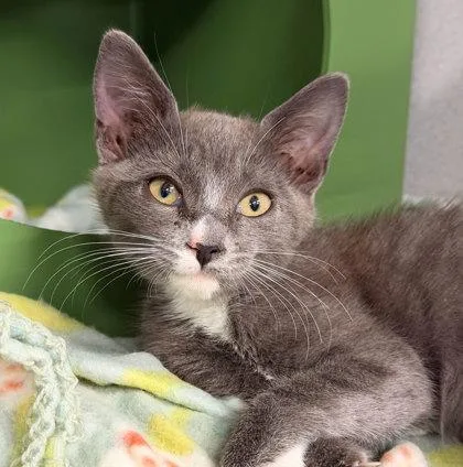 A baby small-sized male Domestic Short Hair cat named Champagne for adoption in Sacramento, CA