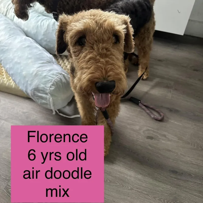 An adult medium-sized female Black Airedale Terrier dog named Florence for adoption in Tampa, FL