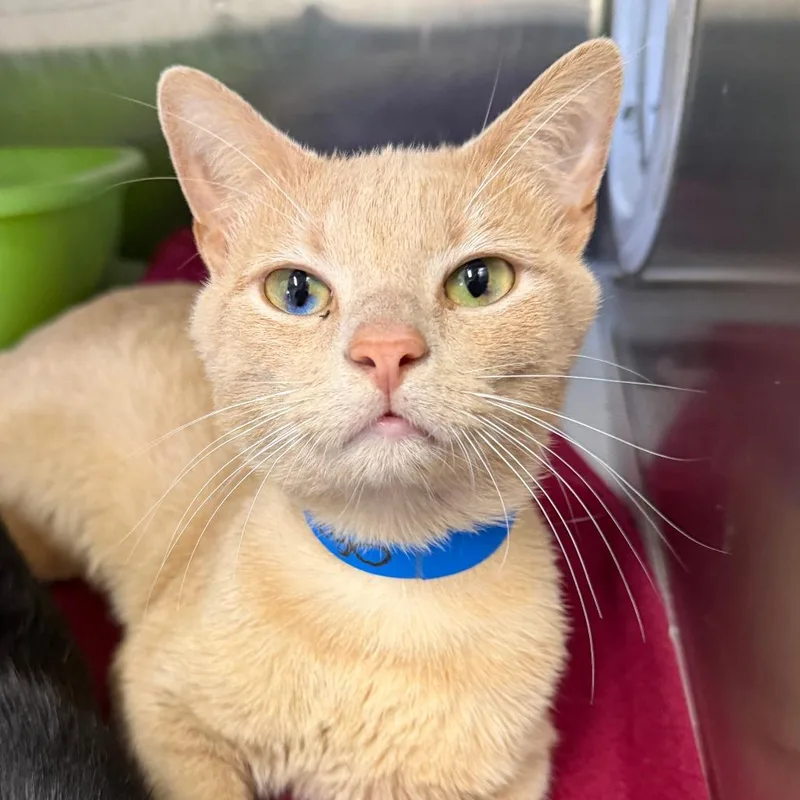 An adult medium-sized male Buff / Tan / Fawn Domestic Short Hair cat named Jack for adoption in Ardmore, OK