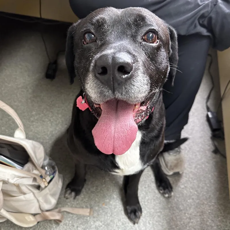 An adult large-sized male Black Black Labrador Retriever dog named Turbo for adoption in Delaware, OH