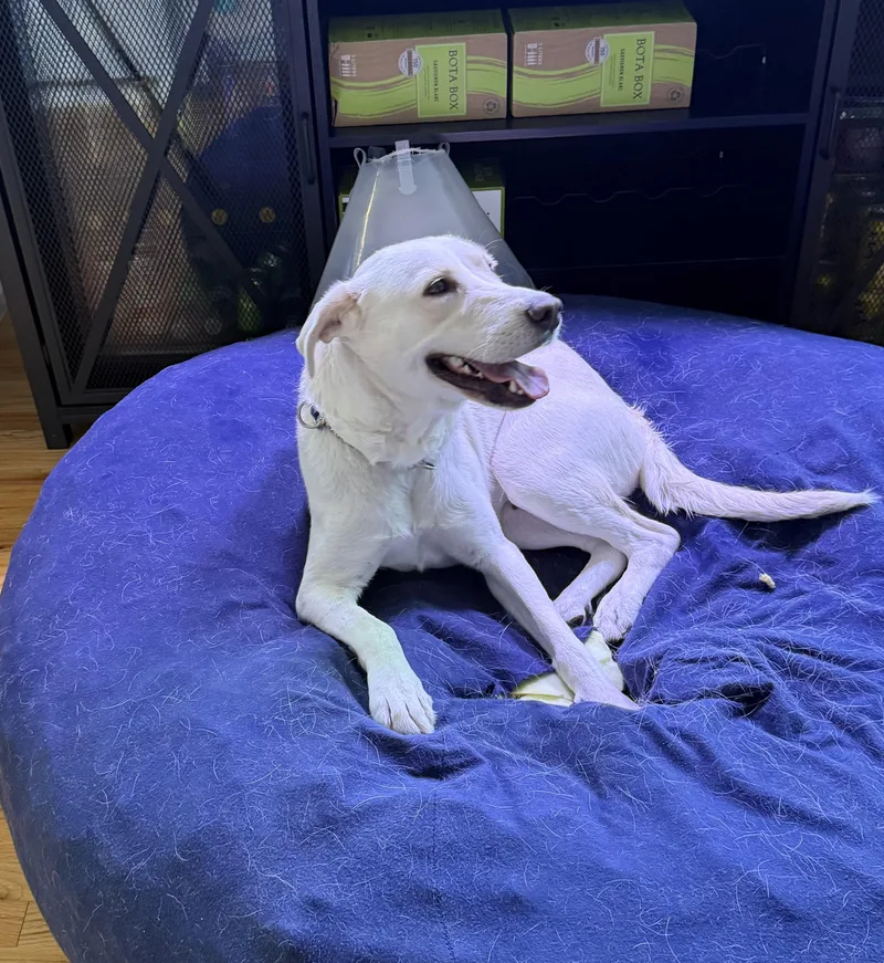 Clementine thumbnail 5