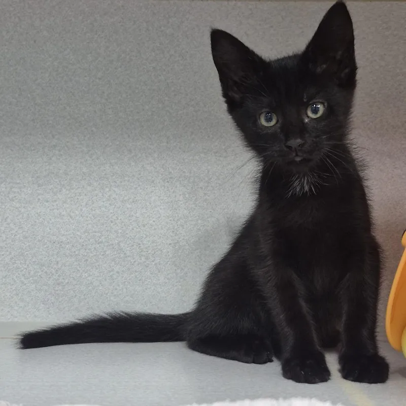 A baby small-sized female Black Domestic Short Hair cat named Lil for adoption in Newark, NJ
