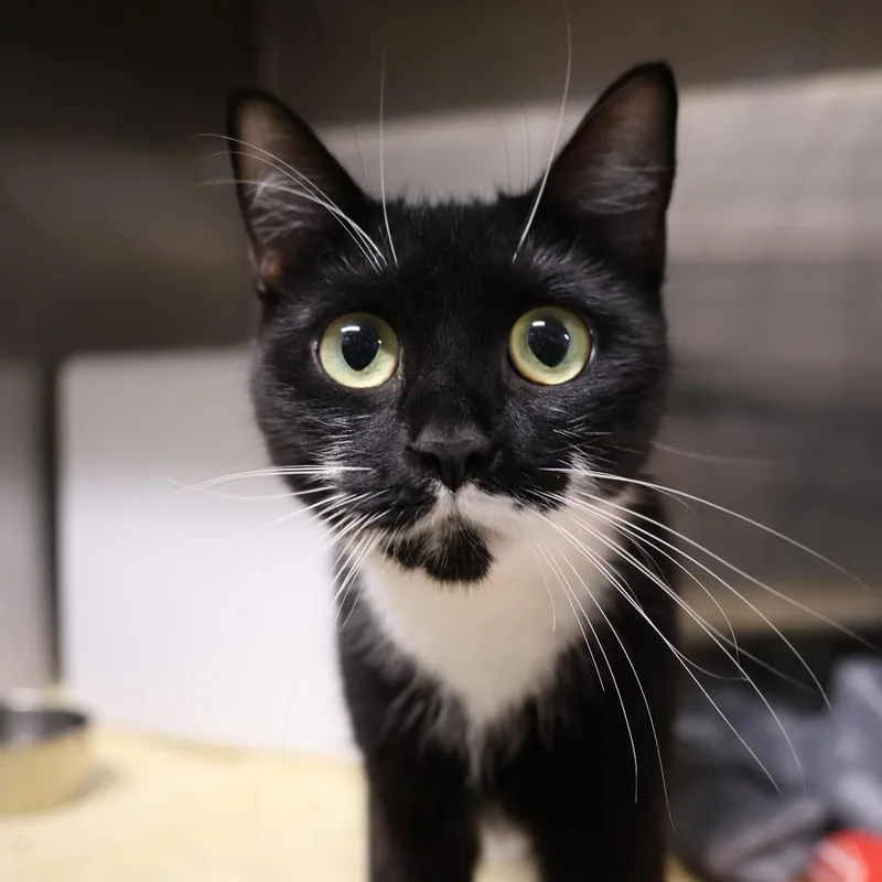 A young medium-sized female Black Domestic Short Hair cat named Fiona for adoption in Briarcliff Manor, NY