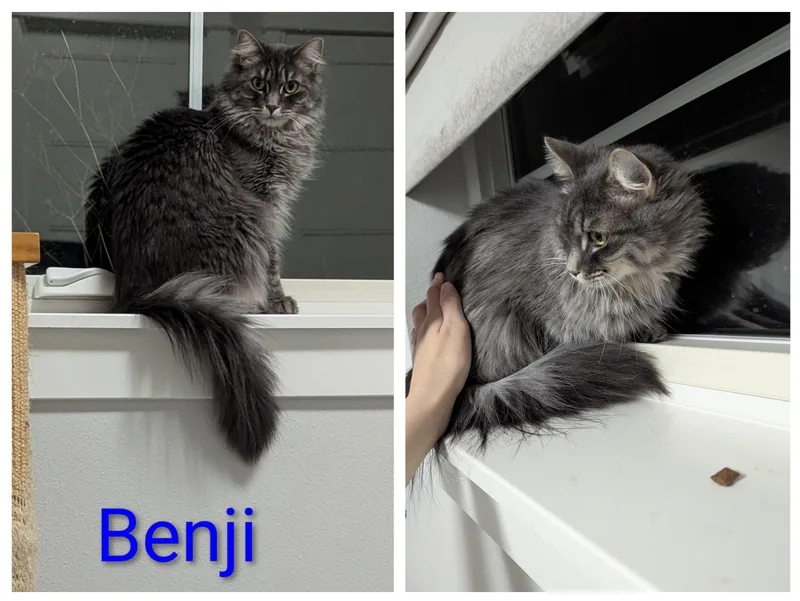 Benji thumbnail 3