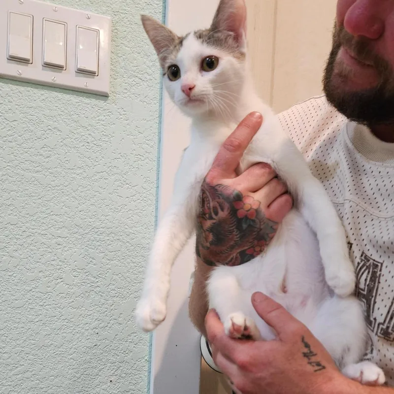 A baby small-sized female White Domestic Short Hair cat named Virgina the Gentle for adoption in Elverta, CA