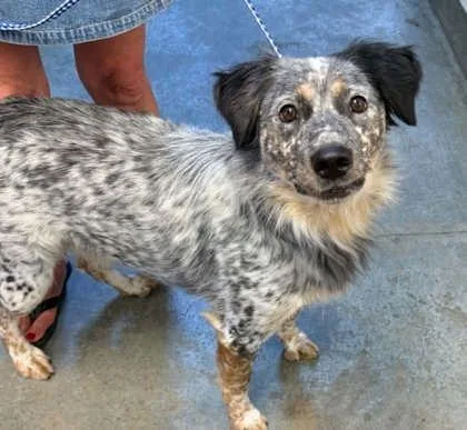 An adult large-sized male Australian Shepherd dog named Blue Boy for adoption in Bowling Green, KY
