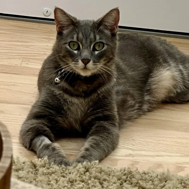 An adult medium-sized male Gray / Blue / Silver Domestic Short Hair cat named Benjamin for adoption in Pleasanton, CA