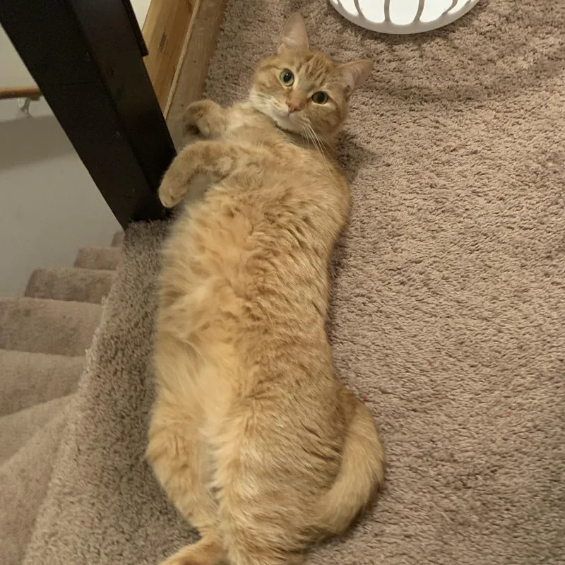 Simba thumbnail 2