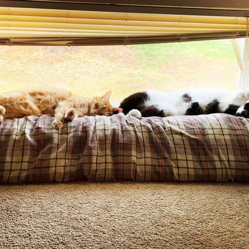 Simba thumbnail 3