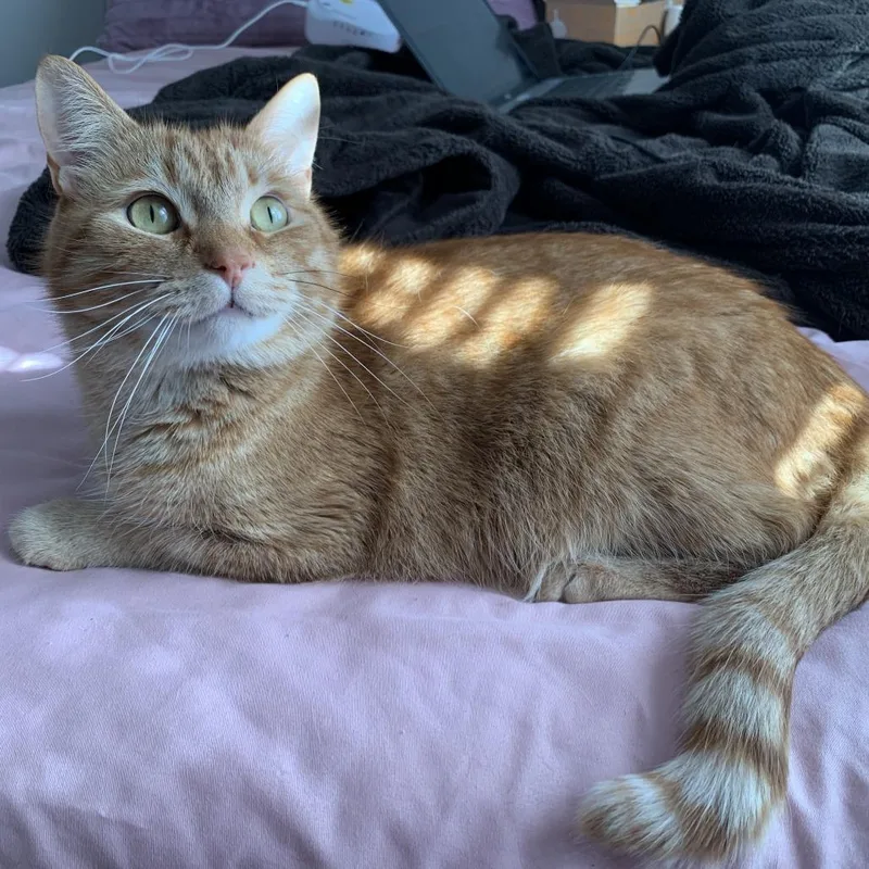 Simba thumbnail 4