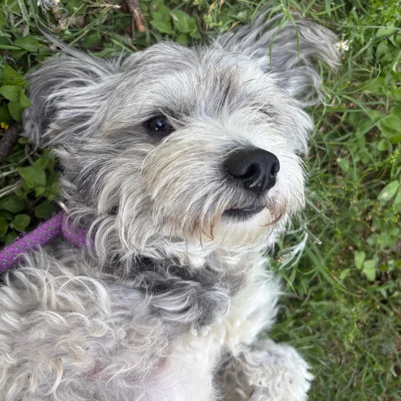 Sitka thumbnail 3