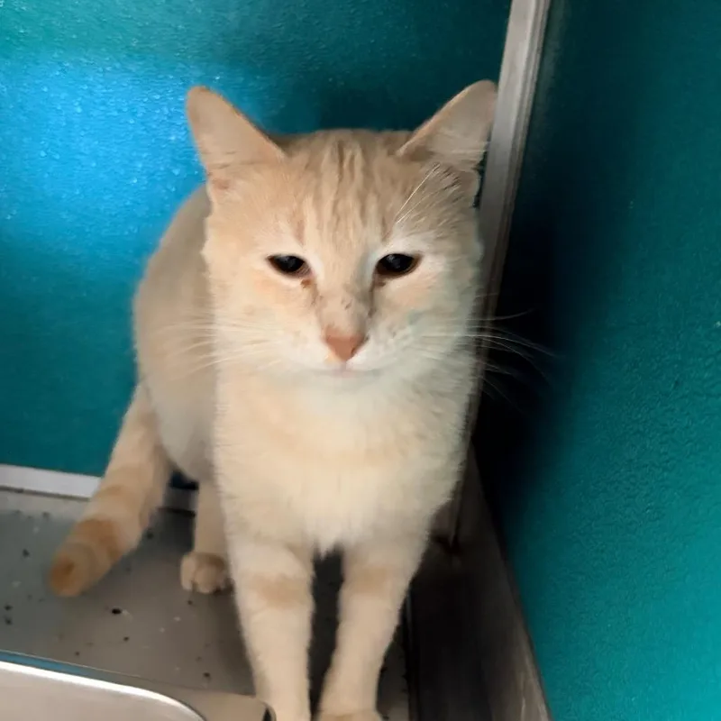 A young medium-sized male Buff / Tan / Fawn Domestic Short Hair cat named Simba for adoption in Belleville, IL