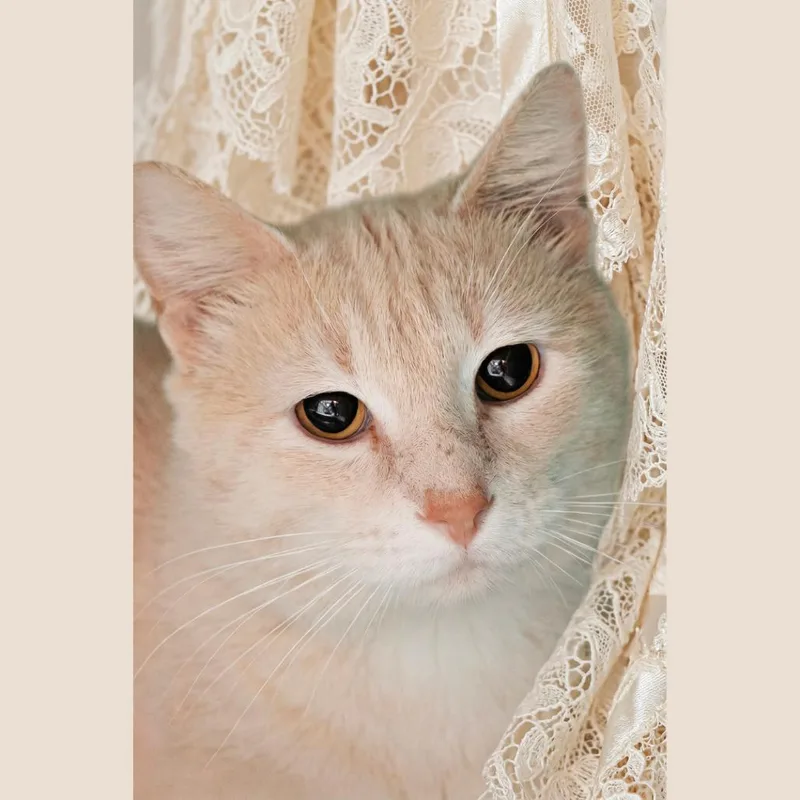 Simba thumbnail 3