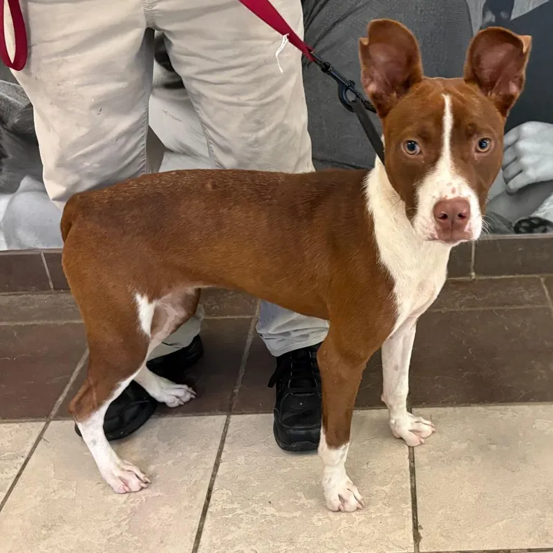 A young medium-sized female Brown / Chocolate Mixed Breed dog named StrayPradoDrive for adoption in Columbus, GA
