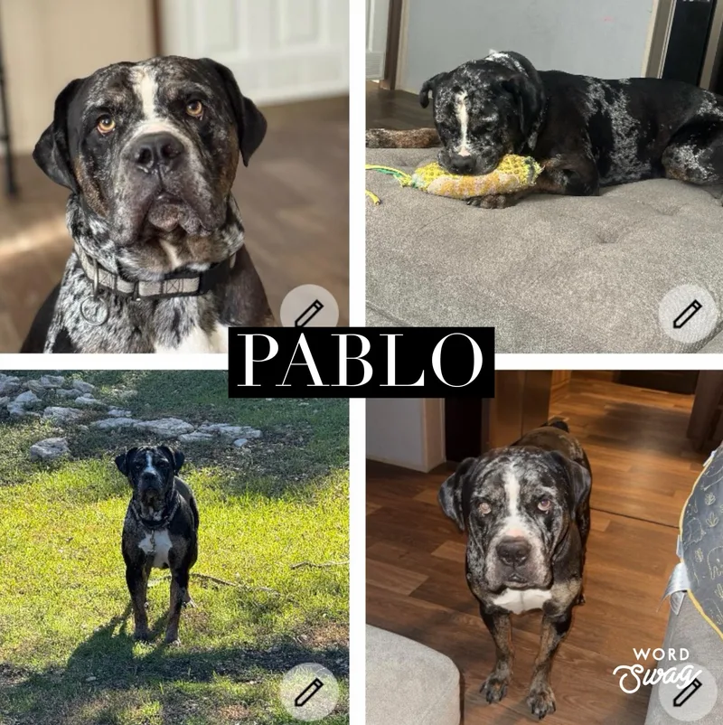 An adult large-sized male Bulldog dog named Pablo for adoption in canyon lake, TX