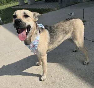 An adult medium-sized female Australian Cattle Dog / Blue Heeler dog named Tabby for adoption in Bucyrus, OH