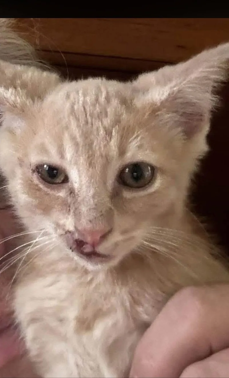 A baby medium-sized male Tabby cat named Cheeto for adoption in Royal Palm Beach, FL