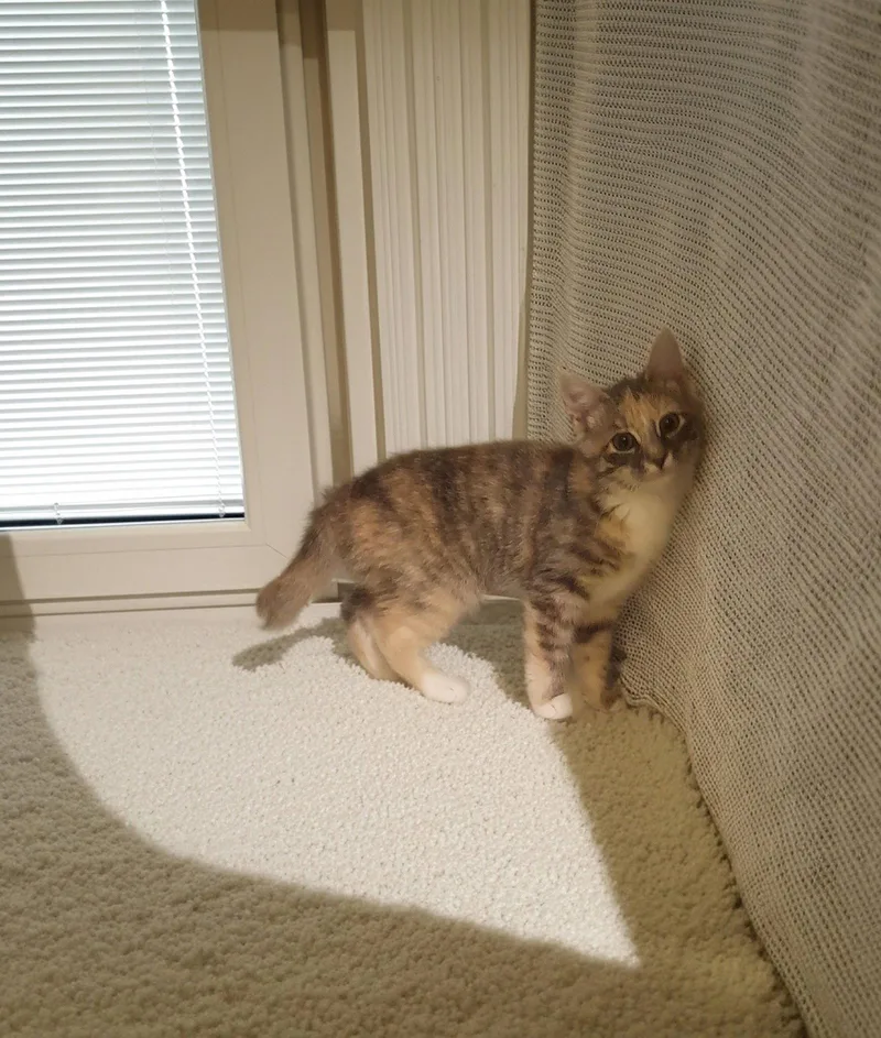 A baby medium-sized female American Bobtail cat named Dove for adoption in Flint Hill, VA