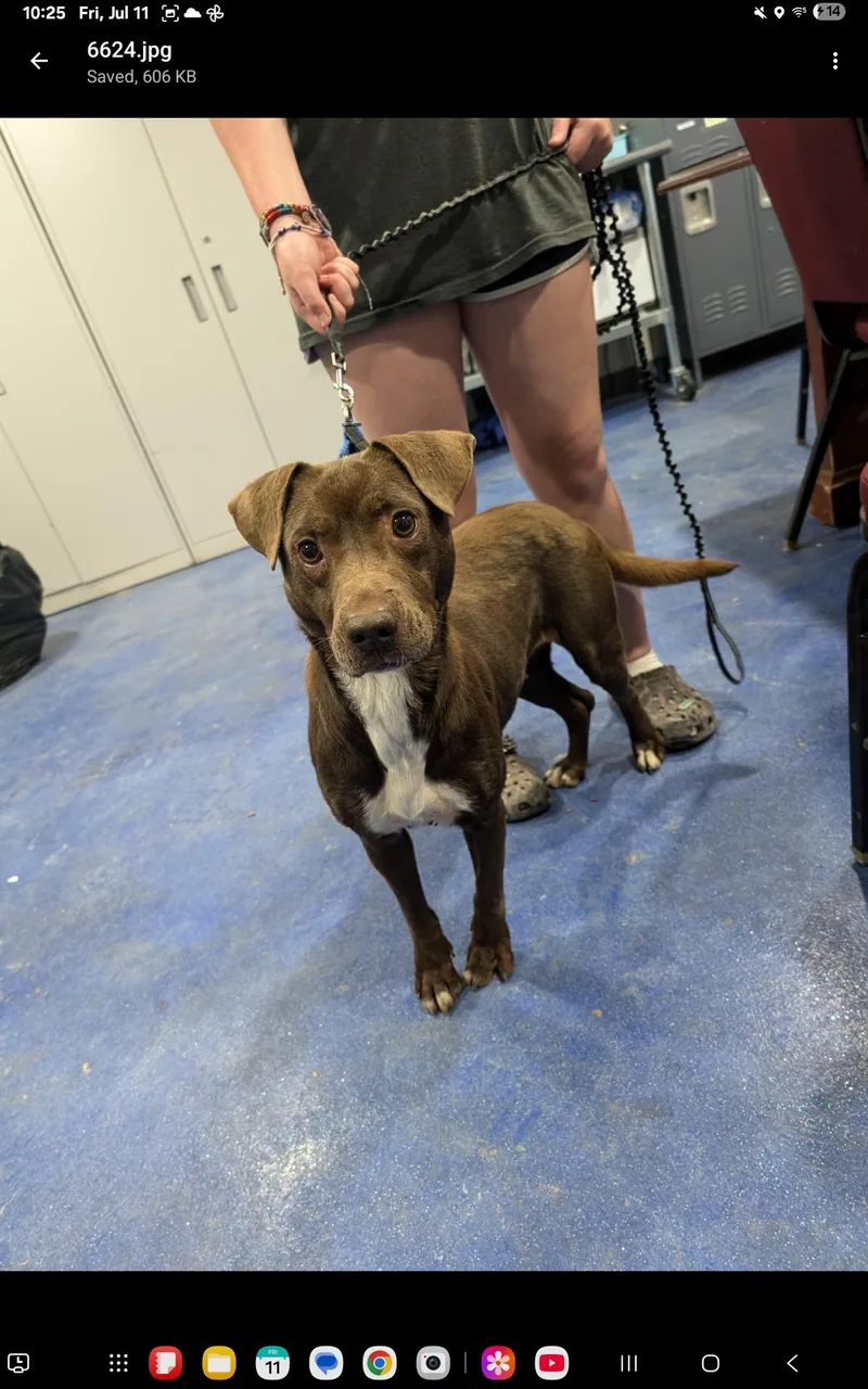 Hereford thumbnail 2