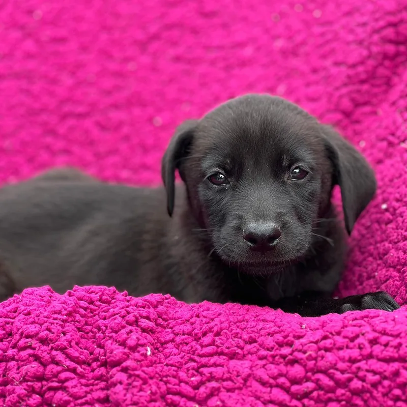 A baby large-sized male Labrador Retriever dog named Windy Pup  Tumbleweed for adoption in San Diego, CA