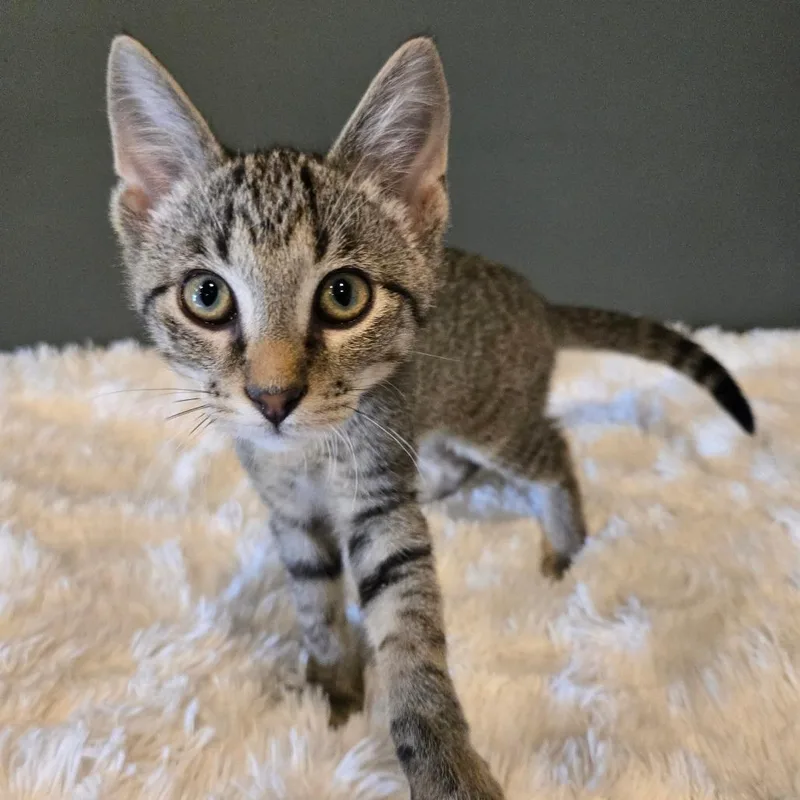 A baby small-sized male Brown / Chocolate Domestic Short Hair cat named Waylon for adoption in Centerville, TN