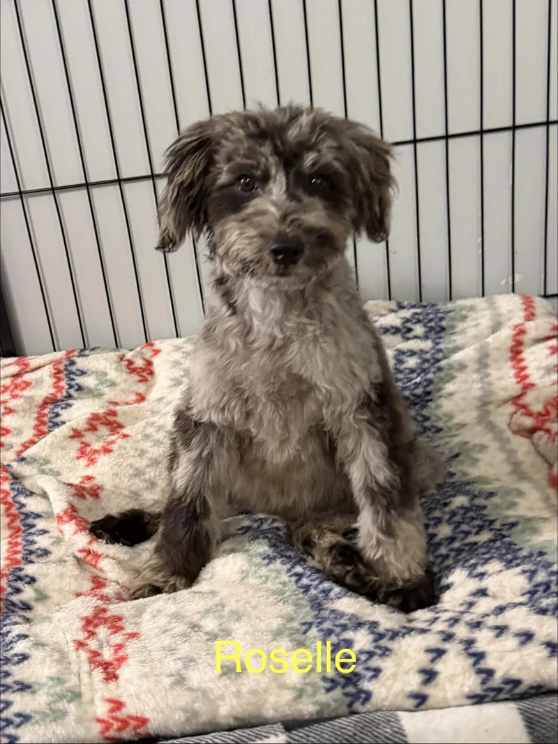 A baby small-sized female Merle (Blue) Schnoodle dog named Roselle for adoption in Kings Mountain, NC