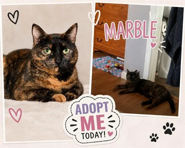 A young medium-sized female Domestic Short Hair cat named Marble for adoption in Westminster, MD