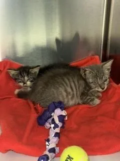 A baby small-sized male Domestic Short Hair cat named Jerry for adoption in Miami, FL