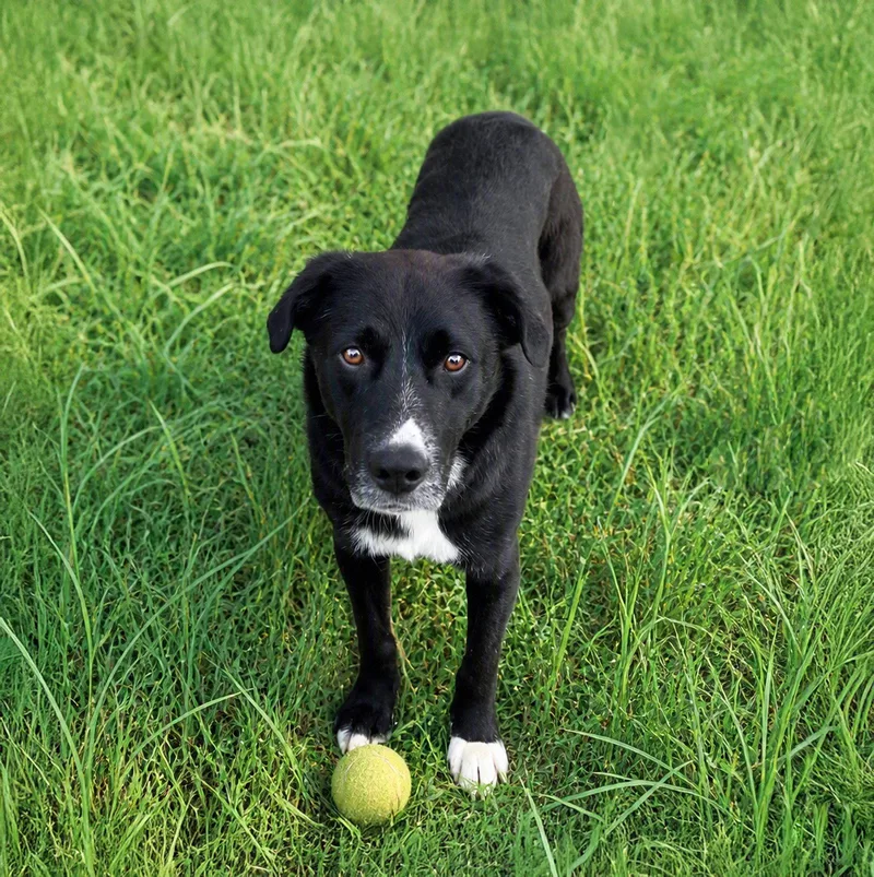 A young medium-sized male Labrador Retriever dog named Mack for adoption in Coatesville, PA