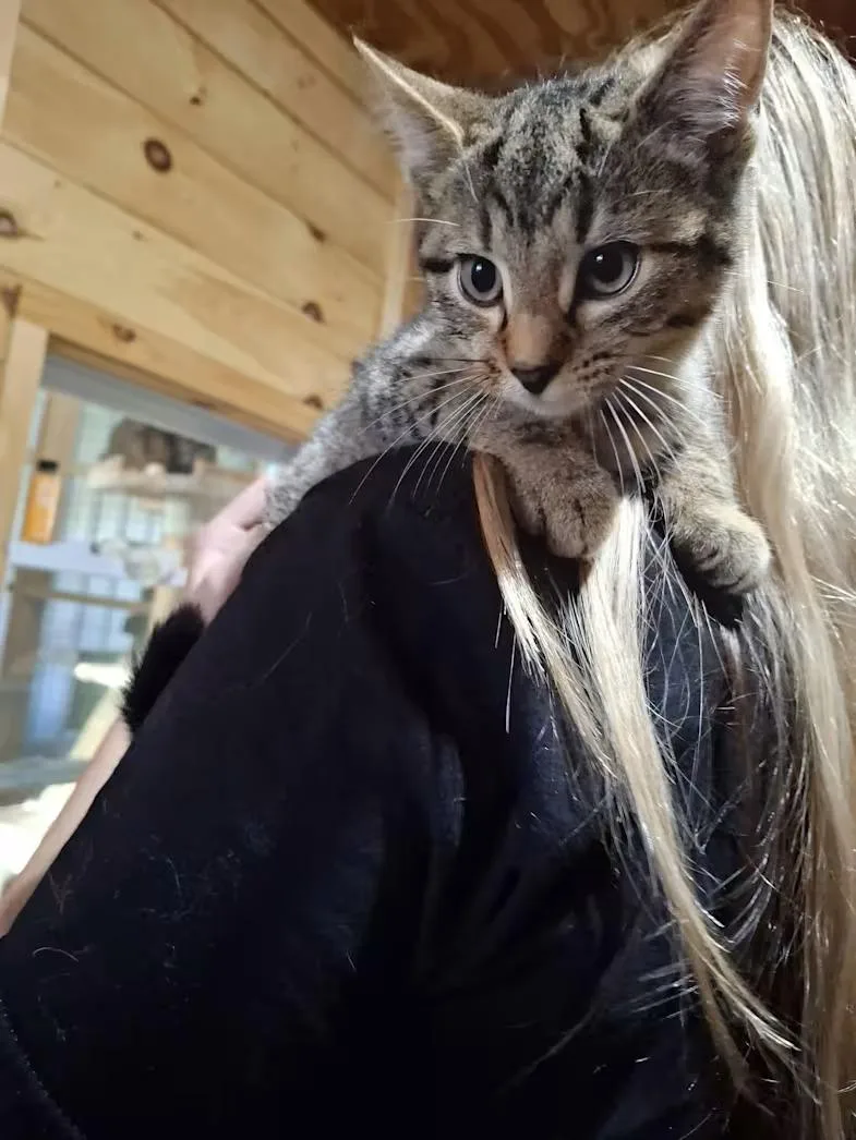 A baby small-sized male Domestic Short Hair cat named Crackerjack for adoption in Monterey, VA
