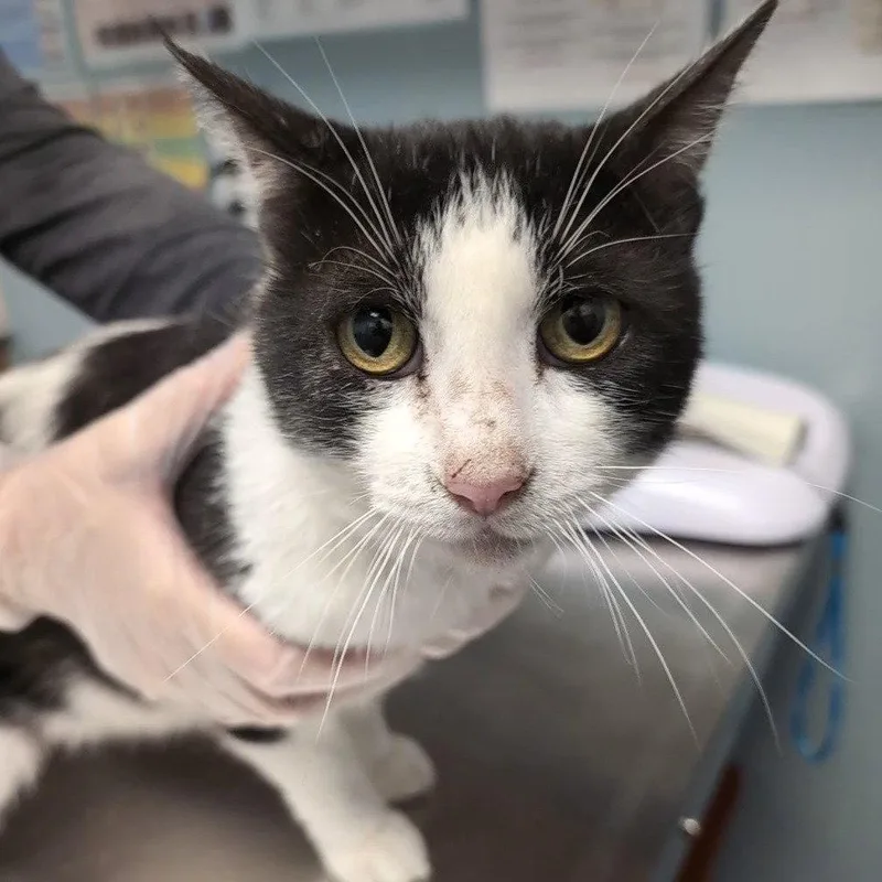 An adult medium-sized male Black & White / Tuxedo Domestic Short Hair cat named Cooper for adoption in New Castle, DE