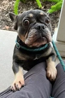 An adult small-sized male French Bulldog dog named Vicki for adoption in Longwood, FL