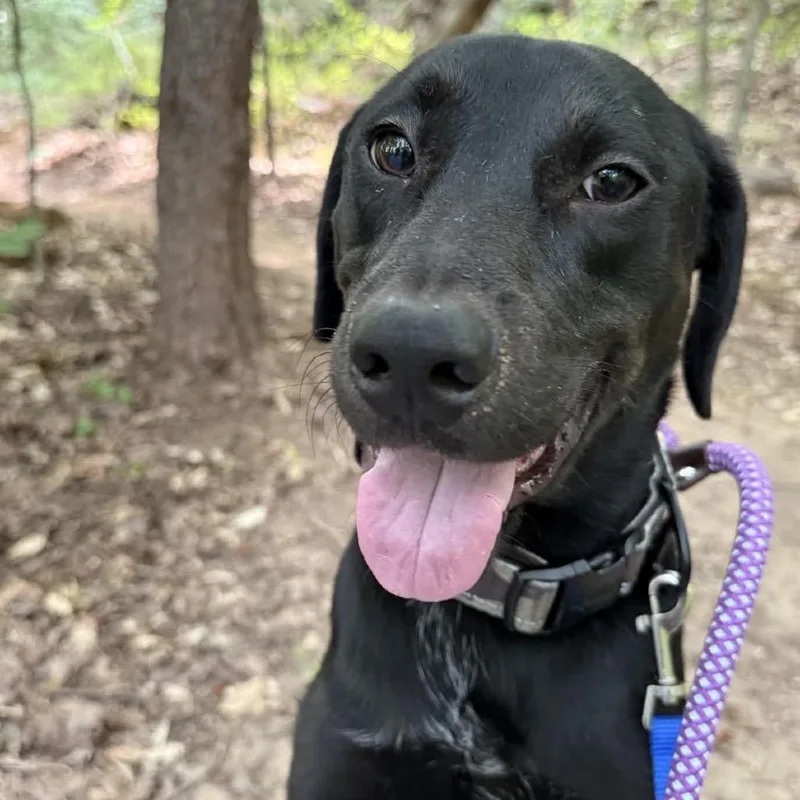An adult medium-sized male Black Labrador Retriever dog named Kismet for adoption in Greensboro, NC