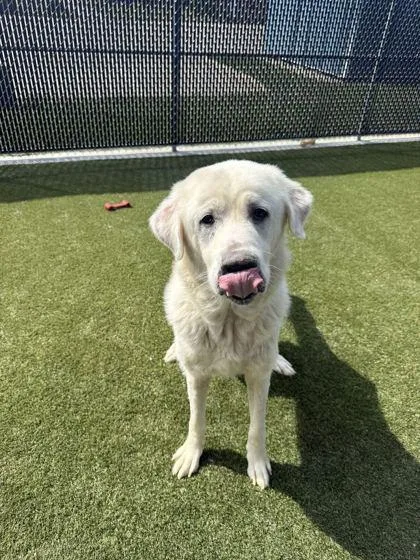 An adult extra large-sized male Mixed Breed dog named Popcorn for adoption in Lafayette, IN