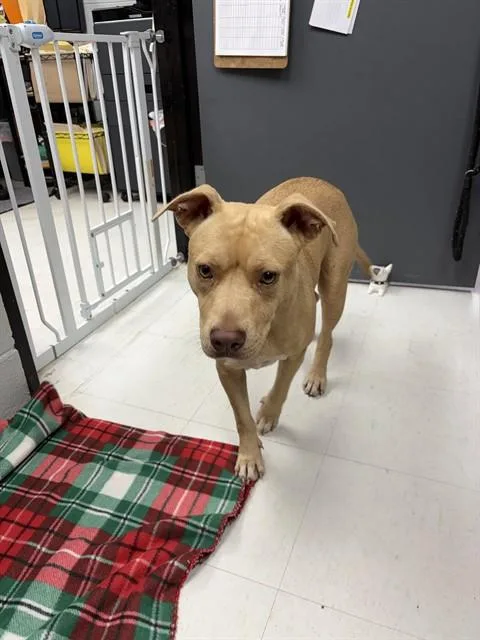 A young medium-sized female American Staffordshire Terrier dog named Queen Bee for adoption in Chester, SC