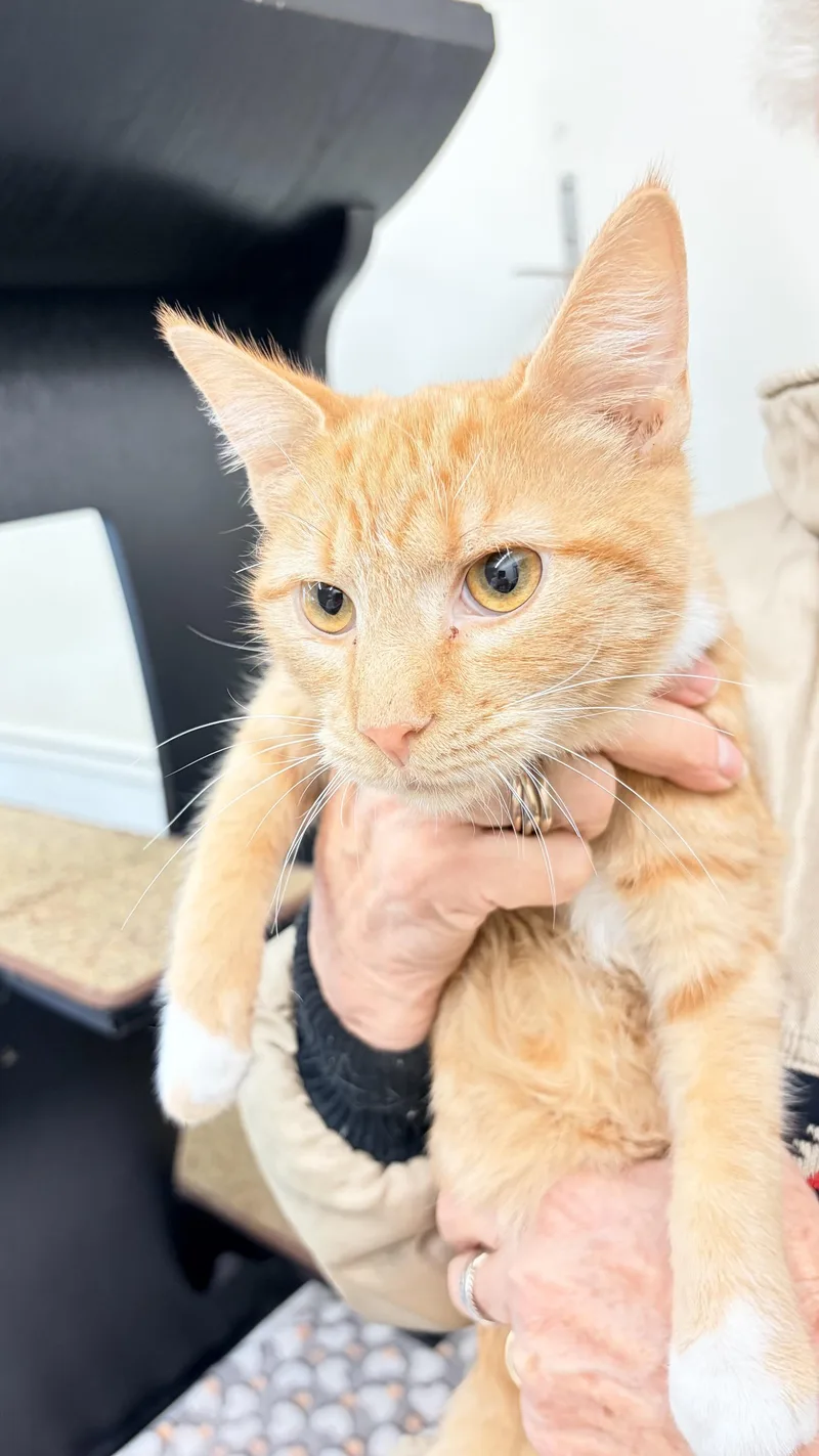 A baby medium-sized male Domestic Medium Hair cat named Tonga for adoption in Fincastle, VA