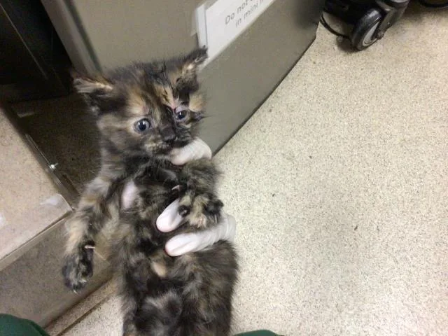A baby small-sized female Domestic Short Hair cat named Buttercup for adoption in Riverside, CA