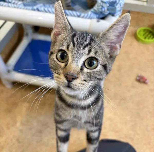 A young small-sized male Domestic Short Hair cat named Donny for adoption in Dublin, CA