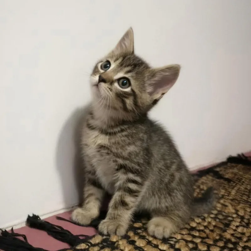 A baby medium-sized male Tabby (Brown / Chocolate) Domestic Short Hair cat named Bert for adoption in Warr Acres, OK
