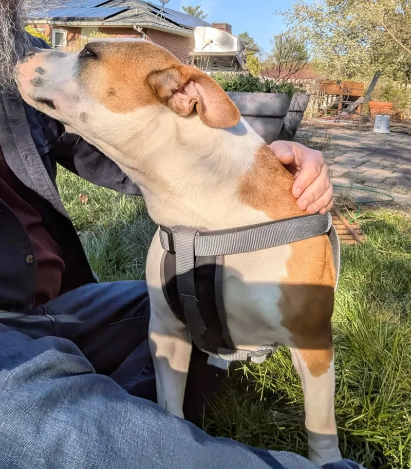 An adult medium-sized male American Bulldog dog named Leelou for adoption in Baltimore, MD