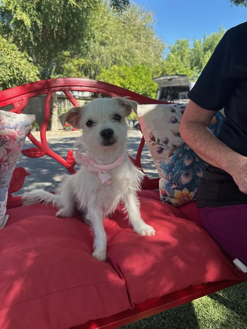 A young small-sized female Yellow / Tan / Blond / Fawn Maltese dog named Peaches for adoption in Temecula, CA